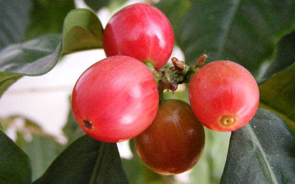 Coffee berries by Stanislaw Szydlo