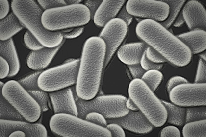 Lactic Acid Bacteria