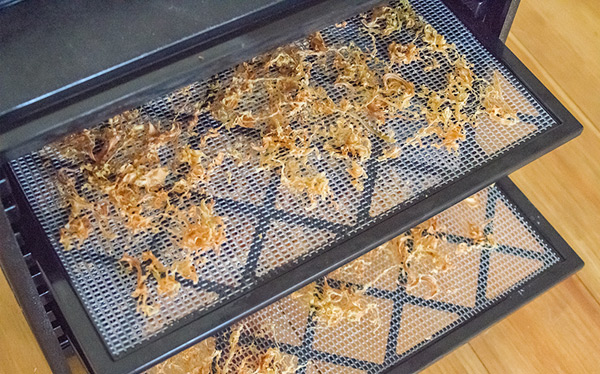 dried sauerkraut in dehydrator